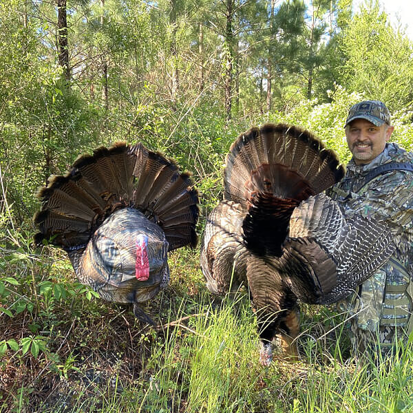 Montana Decoy Wiley Tom D Strutting Gobbler Turkey Decoy Camofire